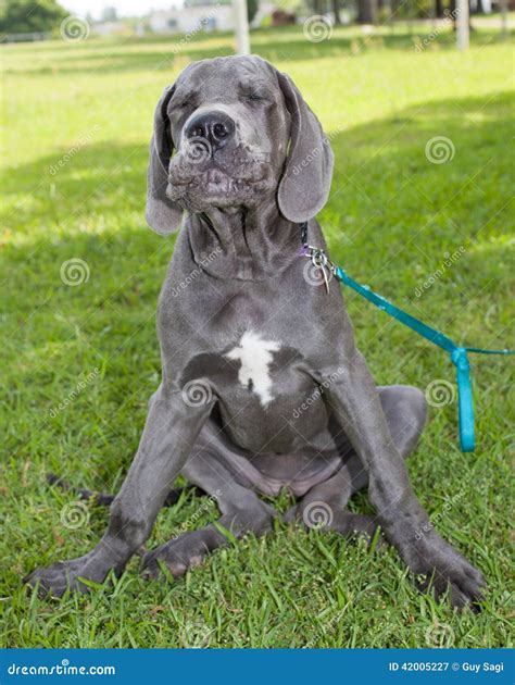 Constipated Dog Stock Image Image Of Gray Canine Constipated 42005227