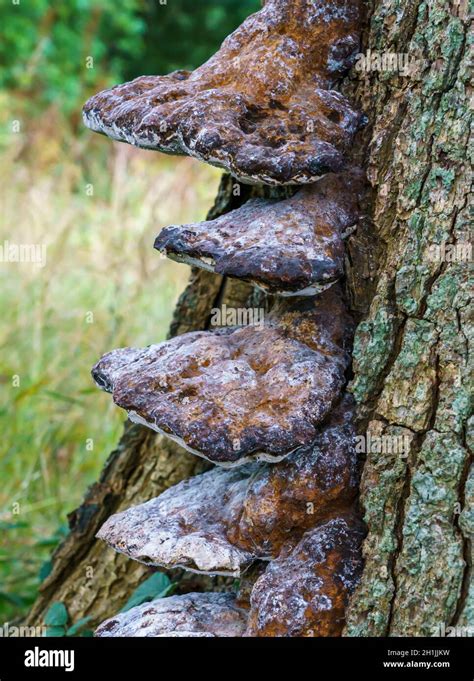 Close Up Of A Chaga Mushrooms Inonotus Obliquus A Fungus In The