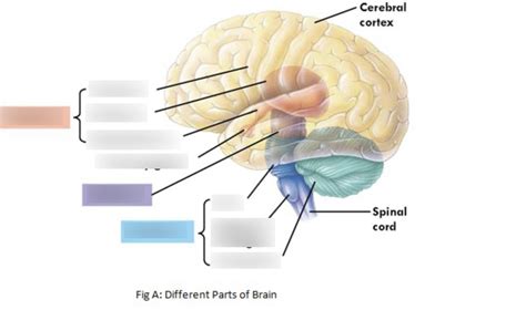 Brain Areas Hindbrain The Midbrain The Forebrain Diagram Quizlet