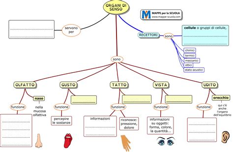 Mappe Per La Scuola Organi Di Senso Verifica