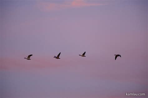 Snow Geese Migration Season – kamlau.com