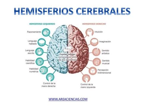 Hemisferios Cerebrales