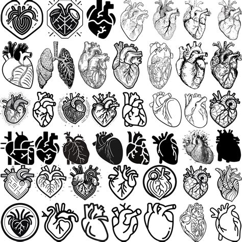 Anatomical Heart Svg Bundle Heart Svg Cardiac Svg Human Etsy Canada