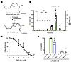 Jci Maresin Activates Lgr Receptor Promoting Phagocyte