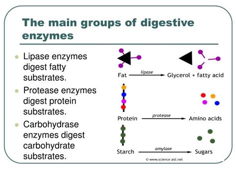 Ppt Revision Lesson On Enzymes Powerpoint Presentation Id3109948