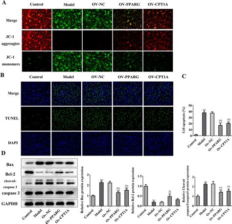 PPARG Overexpression Or CPT1A Overexpression Inhibits The Apoptosis Of