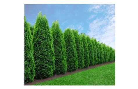 Emerald Green Arborvitae Emerald Green Arborvitae Arborvitae Privacy Landscaping