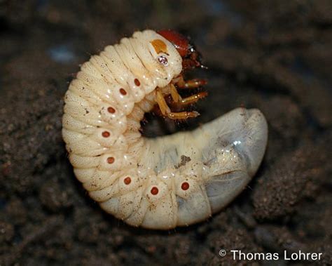 Found this caterpillar/centipede looking creature burrowed into a log in my garden (UK). What is ...