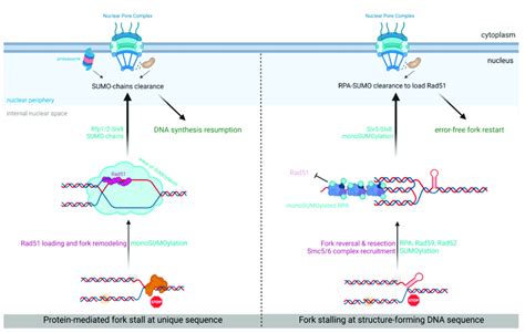 Routing Towards Npcs For Dna Bound Protein Mediated Fork Arrest Left