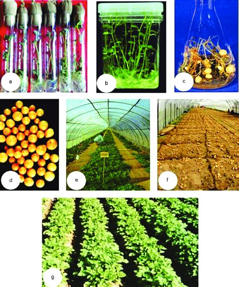 Integration Of Tissue Culture In Potato Seed Production Naik And