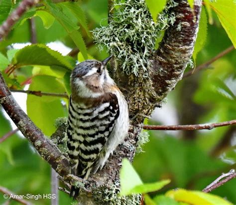 Japanese Pygmy Woodpecker Males Bird Ecology Study Group