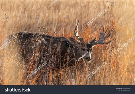 Large Mule Deer Buck Palmated Antlers Stock Photo Shutterstock