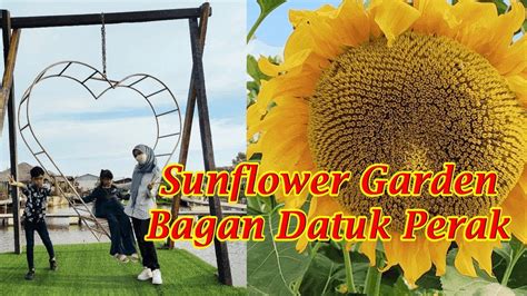 Sunflower Garden Bagan Datuk Tempat Viral Di Bagan Datuk