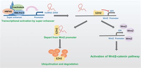 Super Enhancer Driven LncRNA DAW Promotes Liver Cancer Cell