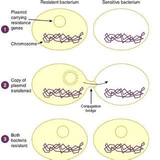 (PDF) REVIEW ON ANTIBIOTIC RESISTANCE AND ITS MECHANISM OF DEVELOPMENT ...