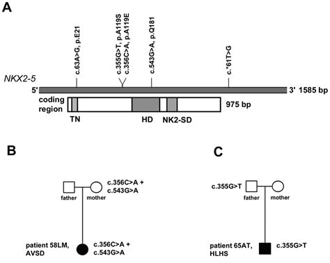 Summary Of Identified Nkx2 5 Sequence Variations In Patients With