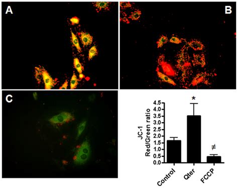 Assessment Of Mitochondrial Potential By Jc 1 Staining Representative