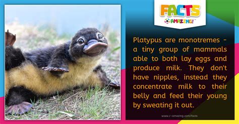 Platypus Milk – R Amazing