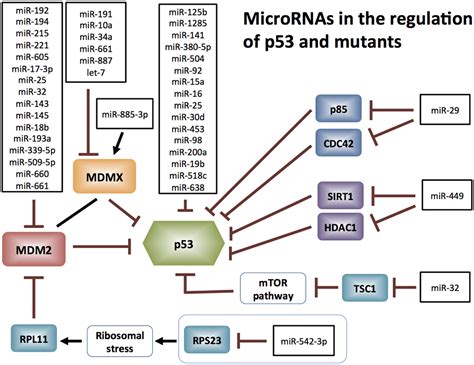 Frontiers Regulation Of Mutant P53 Protein Expression Oncology