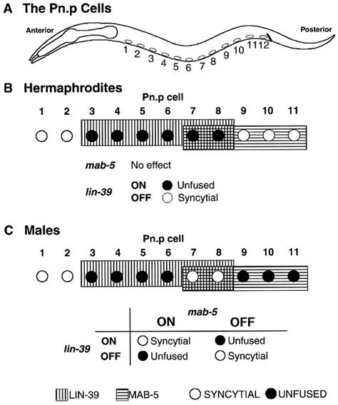 Hox Genes Pattern Pn P Cell Fates In C Elegans A A Drawing Of A C