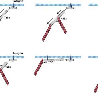 Talin Domain Organization And Interactions A Talin Contains An