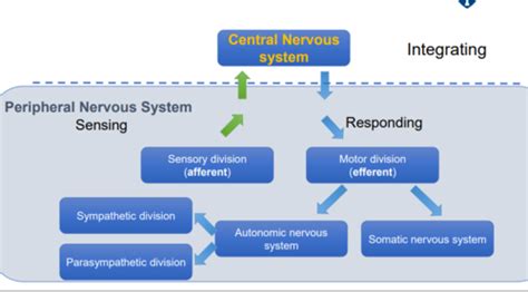 Nervous System 2 Peripheral Nervous System Pns Flashcards Quizlet