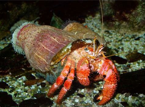 10 Interesting Facts About Hermit Crabs 10 Interesting Facts