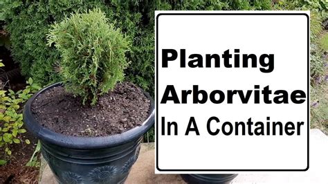 PLANTING ARBORVITAE IN CONTAINERS HETZ MIDGET GROWING EVERGREEN