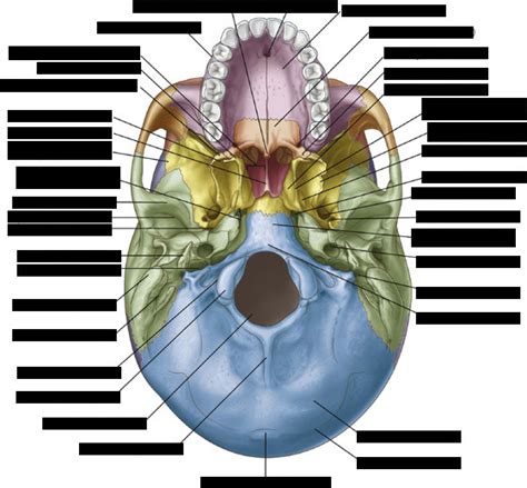 Inferior View Of Skull Diagram Quizlet