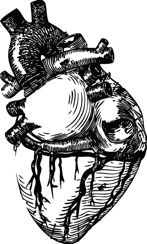 Black And White Human Heart Image