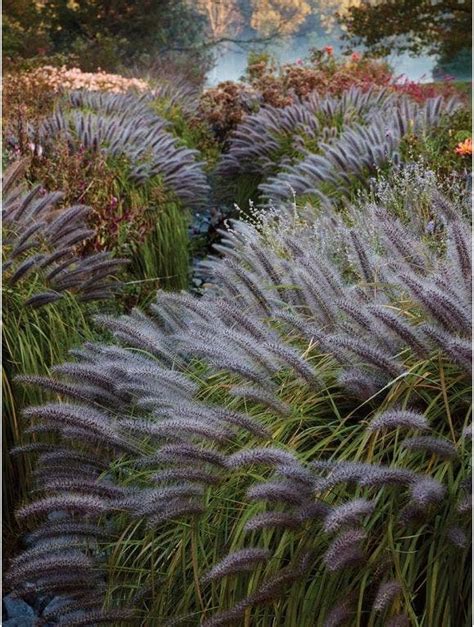 A Guide to Planting Ornamental Grasses - Burpee