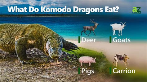 Komodo Dragon Eating Lion