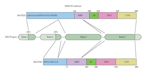 Mecp2 Gene And Protein Isoforms Schematic Illustration Of The Gene