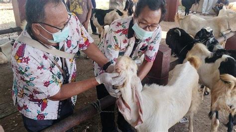 Dinas Pertanian Dan Pangan Kudus Pantau Kesehatan Hewan Ternak Jelang