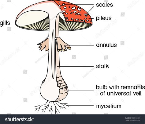 Internal External Structure Fruiting Body Fly Stock Vector Royalty