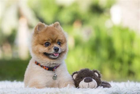 Buy Teddy Bear Pomeranian | PETSIDI