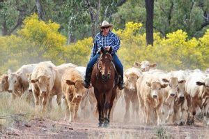 FARMSTAY AUSTRALIA - Farm Stay Camping Australia