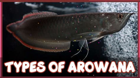 Types Of Arowana Fish Youtube