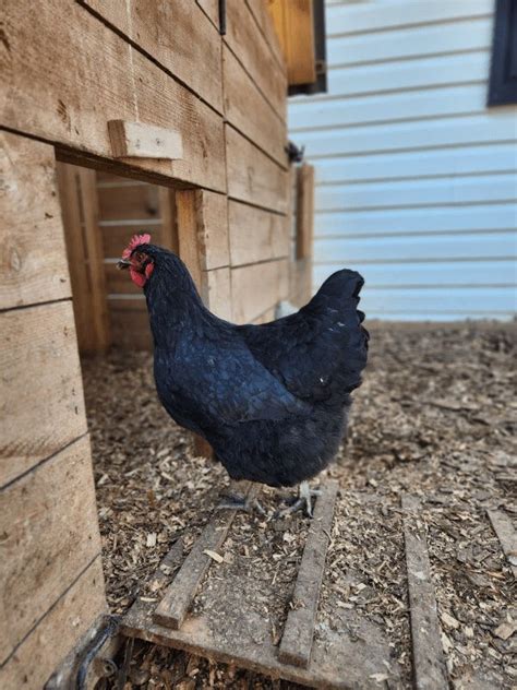 Black Sex Link Chicken Breed The Ultimate Guide