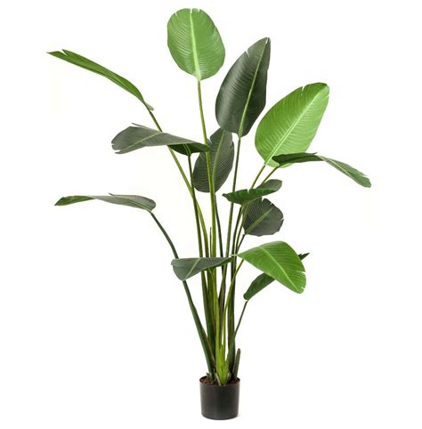 Artificial Strelitzia Plant Strelitzia Plant Plants Artificial Plants