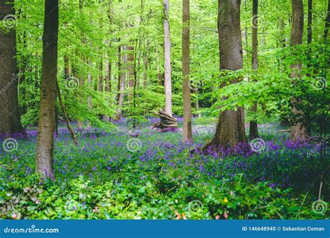 Lush English Forest Landscape With Violet Bluebell Flowers Stock Photo