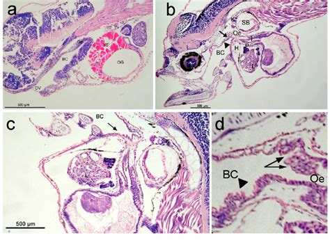 Sagittal Section Of The Buccopharyngeal Cavity And Oesophagus Of Dusky