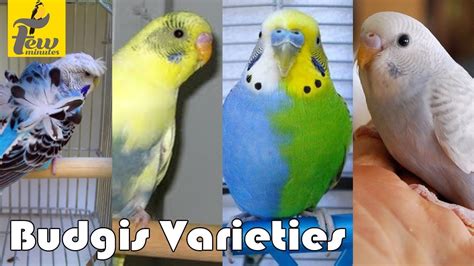 Parakeet Colors Varieties