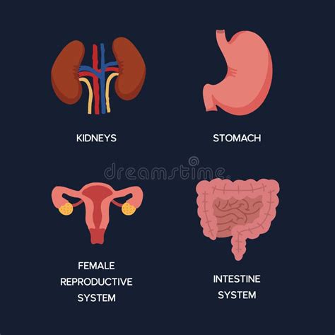 Rg Os Internos Humanos Anatomia Cartoon Partes Do Corpo Est Mago