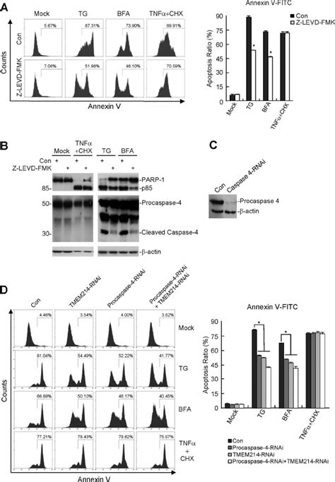 Caspase 4 And TMEM214 Mediate ER Stress Induced Apoptosis A Effects