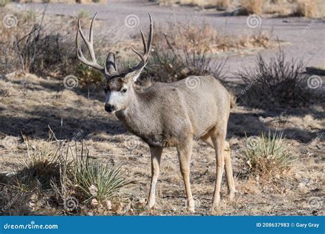 Colorado Wildlife Wild Deer On The High Plains Of Colorado Mule Deer