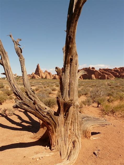 Free Photo Tree Road Wood Dry Desert Utah Free Image On Pixabay