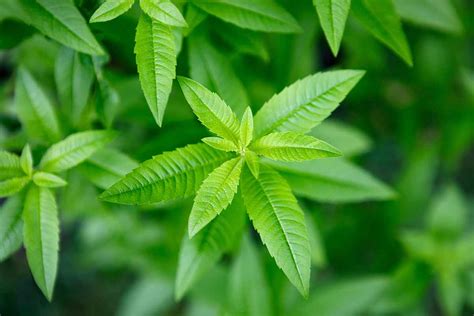 Lemon Verbena Growing Guides Tips And Info Gardeners Path