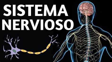 El Sistema Nervioso Humano Explicado Cómo Funciona Y Sus Partes🧠 Youtube