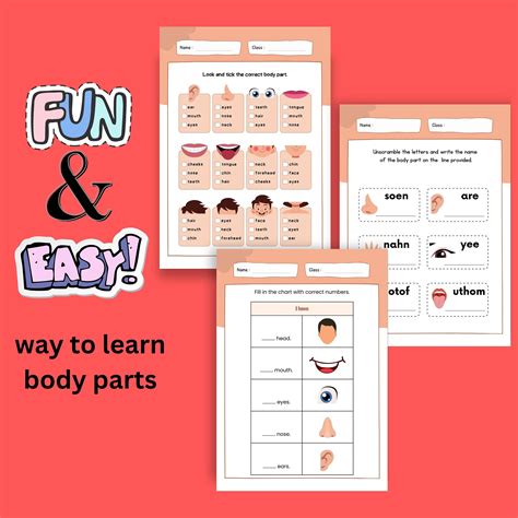 Body Parts Learning Template, Educational Kit for Kids, Body Learning, Homeschooling Preschool ...